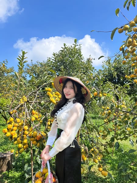Mộc Châu mùa hồng chín