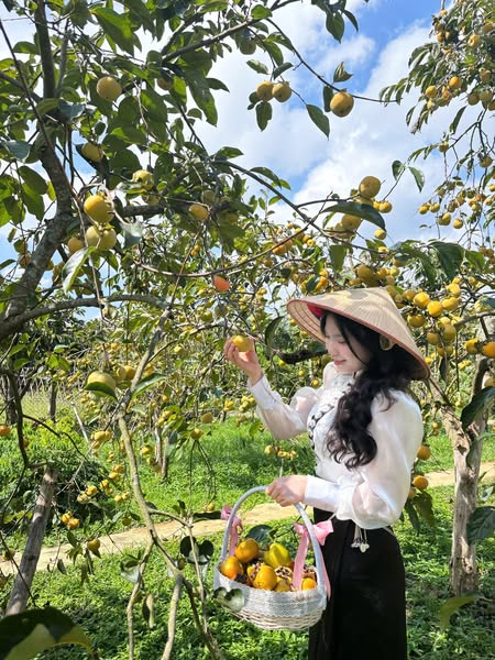 Mộc Châu mùa hồng chín