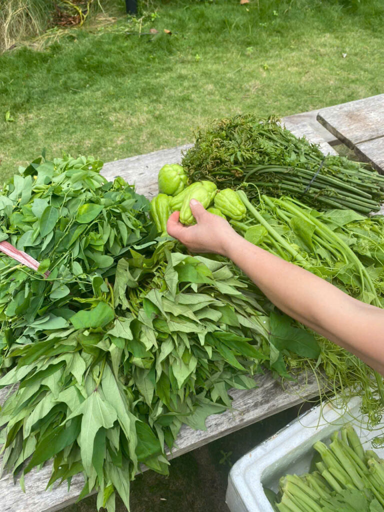 rau sạch Mộc Châu