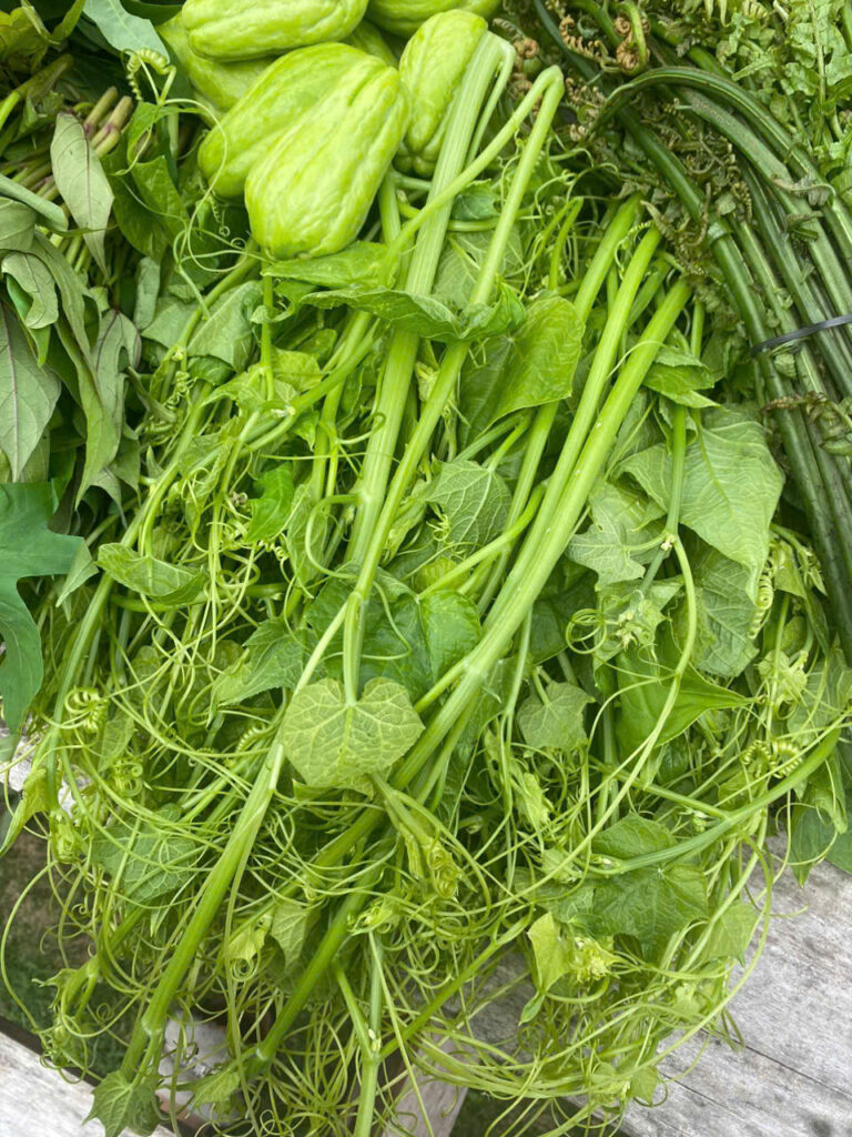 rau sạch Mộc Châu