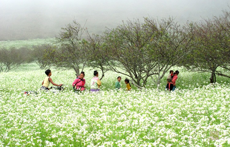Du lịch Mộc Châu