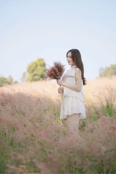 Mộc Châu mùa cỏ hồng Mộc Châu mùa cỏ hồng