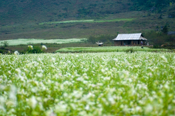 Du lịch Mộc Châu mùa hoa Du lịch Mộc Châu mùa hoa